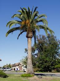 San Diego Plant Pictures Canary Island Date Palm Palm Tree Pictures Canary Island