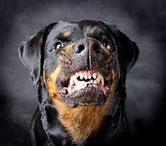 May 27, 2021 · elisabeth weiss is a professional dog trainer and owner of dog relations nyc, a dog training service in new york, new york. Top 10 Misconceptions About Rottweilers Animalso