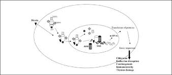 Dioxins have been featured in the news recently. Dioxin Toxicity Mechanism The Diagram Represents The Entry Of The Download Scientific Diagram