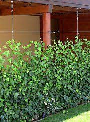 Pergola Mit Sichtschutz Aus Efeu Pergola Mit Sichtschutz Aus Efeu Mehr The Post Pergola Mit Sichtschutz Aus Efeu A Pergola Garden Pergola Pergola With Roof