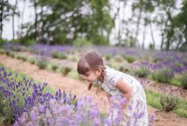 According to pleasant valley lavender farm's website, they were the very first lavender farm in new jersey. Lavender Fields To Visit Near Jersey City