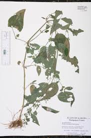 Image result for Dicliptera carvalhoi