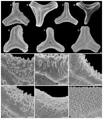 Image result for Agelanthus igneus