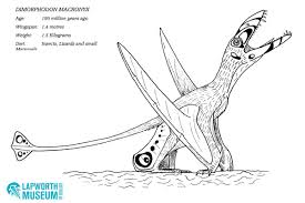Prehistoric reptile of the jurassic period, flying purple pterodactyl with blue wings, funny character, color vector illustration isolated on white background in cartoon and hand drawn style. Lapworth Museum On Twitter Two Pterrific Pterosaur Colouring In Sheets By The Wonderful Julianpalaeoart For You To Enjoy This Fossilfriday Did You Know Pterosaurs Are The Only Known Flying Reptiles And Some
