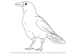 Learn How To Draw An American Crow Birds Step By Step Drawing Tutorials Draw two ovals for the head and body of the hooded crow. learn how to draw an american crow
