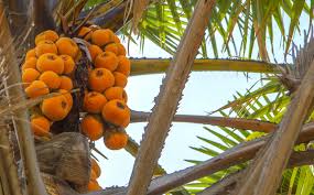 Maybe you would like to learn more about one of these? Africa Nigeria Fruits Palm Free Photo On Pixabay