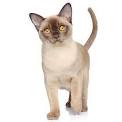 Breeder Directory - Burmese cat