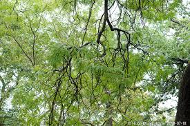 Image result for Amblygonocarpus