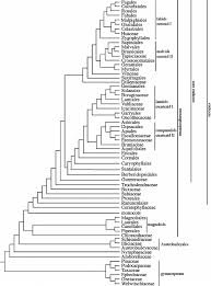 Image result for Huaceae