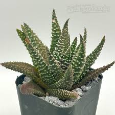 Image result for Pavetta pumila