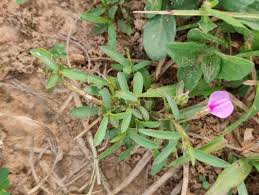 Image result for Afrohybanthus enneaspermus