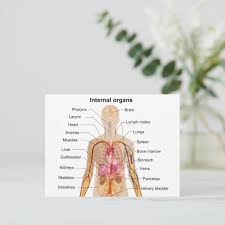 Image result for internal organs