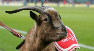Fc köln seid ihr immer gänsehautnah dran am fc. Das Wappen Des 1 Fc Koln Gehort Zu Den Schonsten Der Welt Kolner Stadt Anzeiger