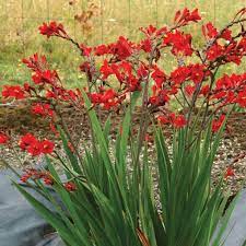 Crocosmia emily mckenzie, a cross of crocosmia and tritonia, is widely grown for cut flowers. Crocosmia Nova Dragonfire Terra Nova Nurseries Inc