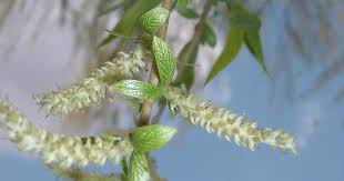 A salix alba 'tristis',szomorú fűz franciaországból származó faj. Trauer Weide Salix Babylonica Beschreibung Steckbrief Systematik