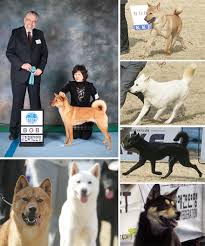 Korea Kennel Federation