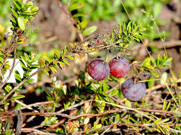 Canneberge Cranberry Culture Entretien Recolte