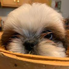 Check spelling or type a new query. Tennessee S Treasured Shih Tzus Home Facebook