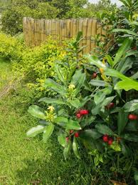 Image result for Cascabela