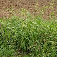 Image result for Echinochloa