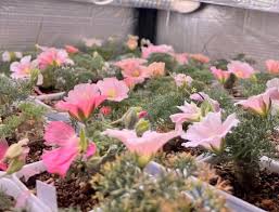 Image result for Monsonia senegalensis