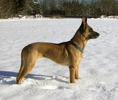 Belgian malinois puppies out of imported, health tested parents. Project Acoustic Kitty The Cia S Top Secret Spy Cats Project