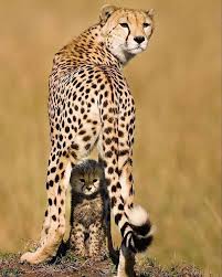 F O Fabforgottennobility Animals Wild Animals Beautiful Animals