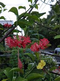 Image result for Hibiscus schizopetalus