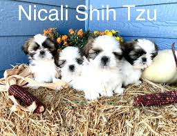 Beautiful, well socialized shih tzu puppies for sale. Nicali Shih Tzu Home Facebook