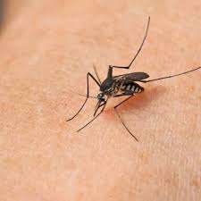 Use an indoor insecticide if you still have mosquitoes in your home after installing and repairing screens and emptying and scrubbing containers. Mosquito Control Services By One Two Tree Miami