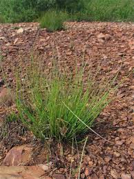 Image result for Eleocharis caduca
