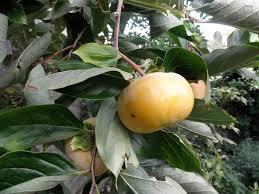 Image result for Diospyros mweroensis
