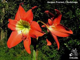 Image result for Hippeastrum puniceum