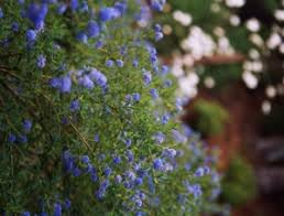 Deer will eat anything in the perennial garden if they are hungry enough. Deer Resistant Plantings John Montgomery Landscape Architects