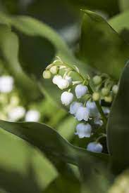 Lily Of The Valley Rethinking A Springtime Posy Gardenista