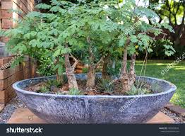 Image result for Acacia galpinii