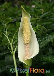 Image result for Amorphophallus abyssinicus