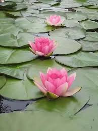 The lotus flower consists of a 60 min lotus massage, a 30 min private sound bath and 60 min water facial. Why Are Lotus Flowers So Important To The Japanese Culture Quora