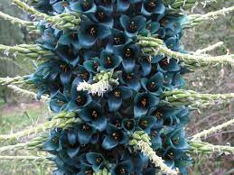 Puya Berteroniana Blue Puya Aqua Sapphire Tower See Its Profile And More Photos Here Http Worldoff Beautiful Flowers Garden Azalea Flower Myrtle Flower