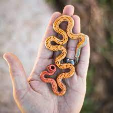 Amazing Ringneck Snake Diadophis Punctatus Diadophis Diadophispunctatus Ringneck Herpkeepers Credit Niki Barrientos Baby Snakes Snake Lovers Pets