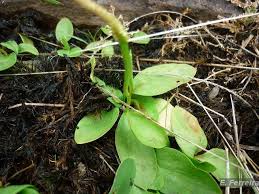 Image result for Ophioglossum gomezianum
