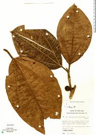 Image result for Bellucia