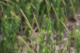 Image result for Ctenium newtonii