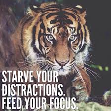 Morning The Key Is Focus Funny Funnyaf Memes Lol Savage Jokes Lmao Hilarious Funnyshit Fu Tiger Quotes Learn To Fight Alone Focus On Your Goals
