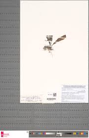 Image result for Lomariopsis hederacea