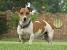 Rough Coat Jack Russell