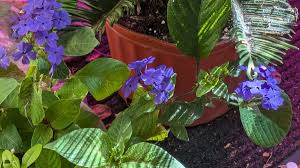 Image result for Eranthemum