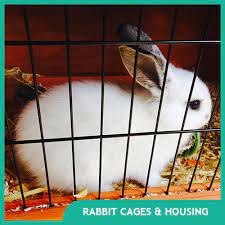 Pin On Bunny House
