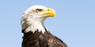 The bald eagle's scientific name signifies a sea (halo) eagle (aeetos) with a white (leukos) head. A Bird S Eye View How Does Human Eyesight Compare To An Eagle S Lasik Md