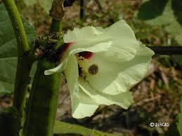 Image result for Abelmoschus esculentus